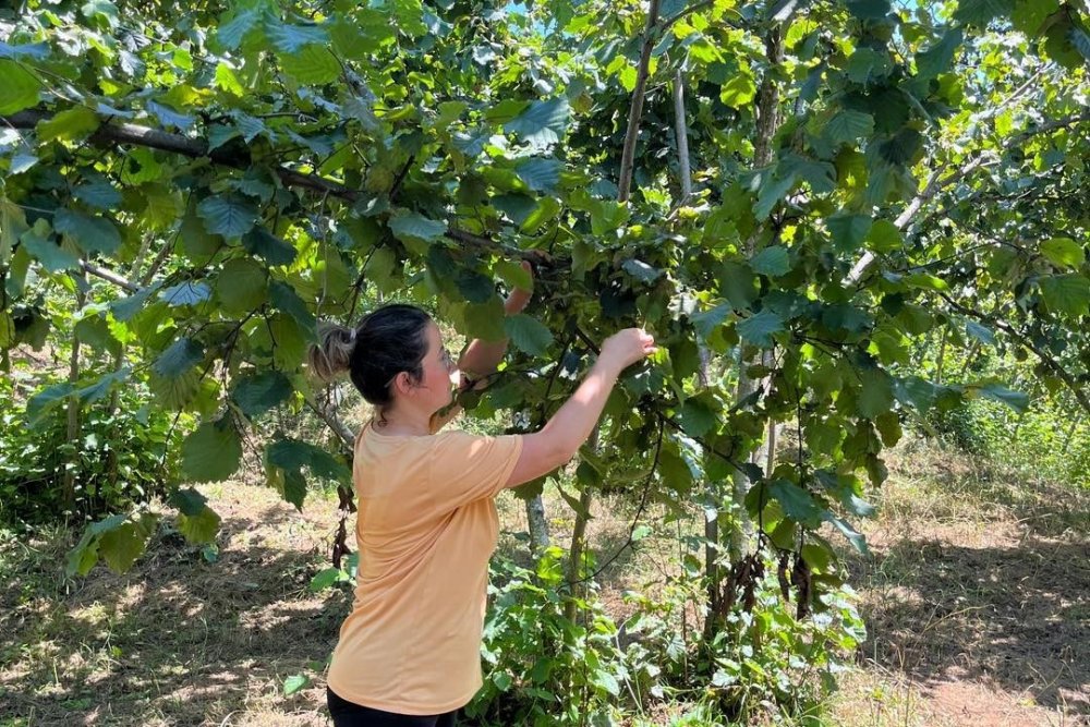 Giresun’da 2025 Yılı Fındık Rekolte Çalışmaları Tamamlandı