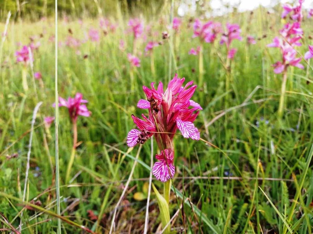 Defne, Kestane Ve Trüf Mantarı Orman Köylüsüne Gelir Kapısı Oluyor
