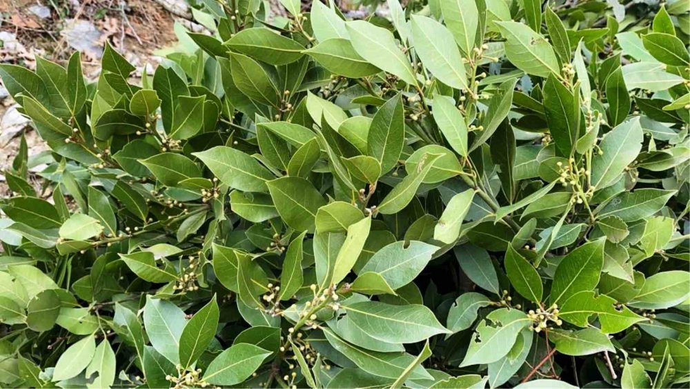 Defne, Kestane Ve Trüf Mantarı Orman Köylüsüne Gelir Kapısı Oluyor