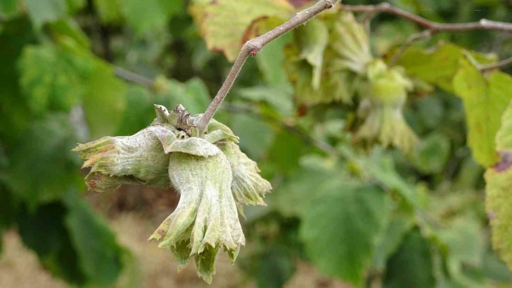 Türkiye’nin Fındık Rekoltesinde Ciddi Düşüş
