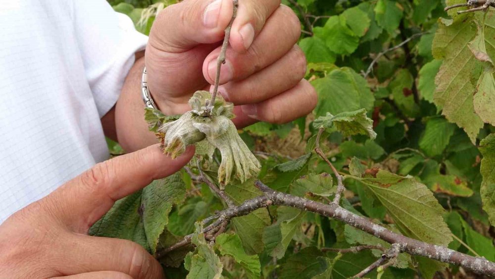 Türkiye’nin Fındık Rekoltesinde Ciddi Düşüş