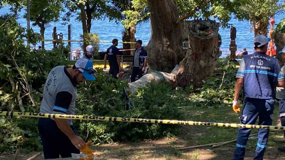 Üzerine Ağaç Dalı Düşen Genç Kız Hayatını Kaybetti