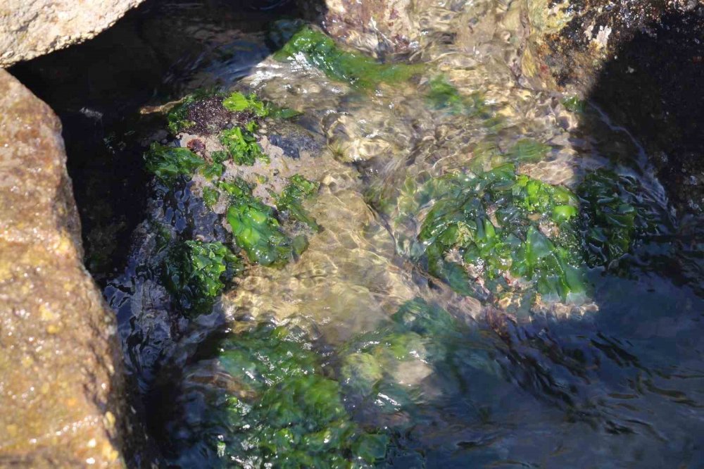 Japonların Peşine Düştüğü Şifalı Yosun Giresun’da