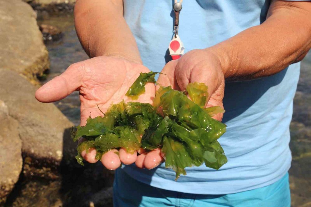 Japonların Peşine Düştüğü Şifalı Yosun Giresun’da