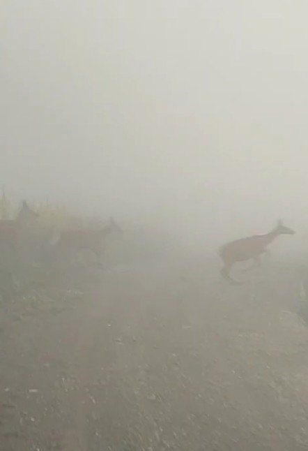 Kastamonu’da Yaban Hayvanları Renkli Görüntüler Oluşturdu