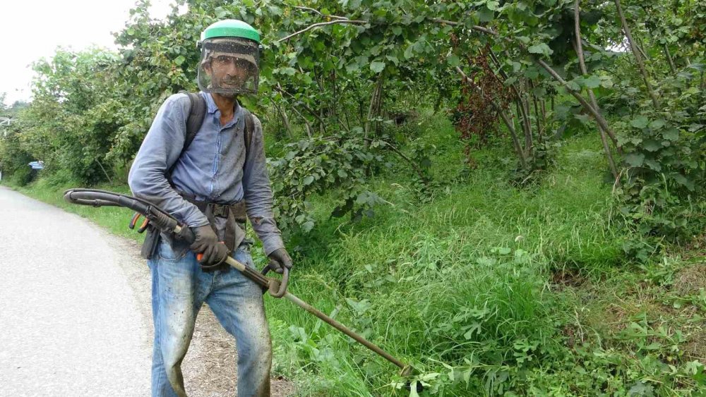 Fındıkta Hasat Öncesi En Zor İş: Yevmiyesi 6 Bin Lira