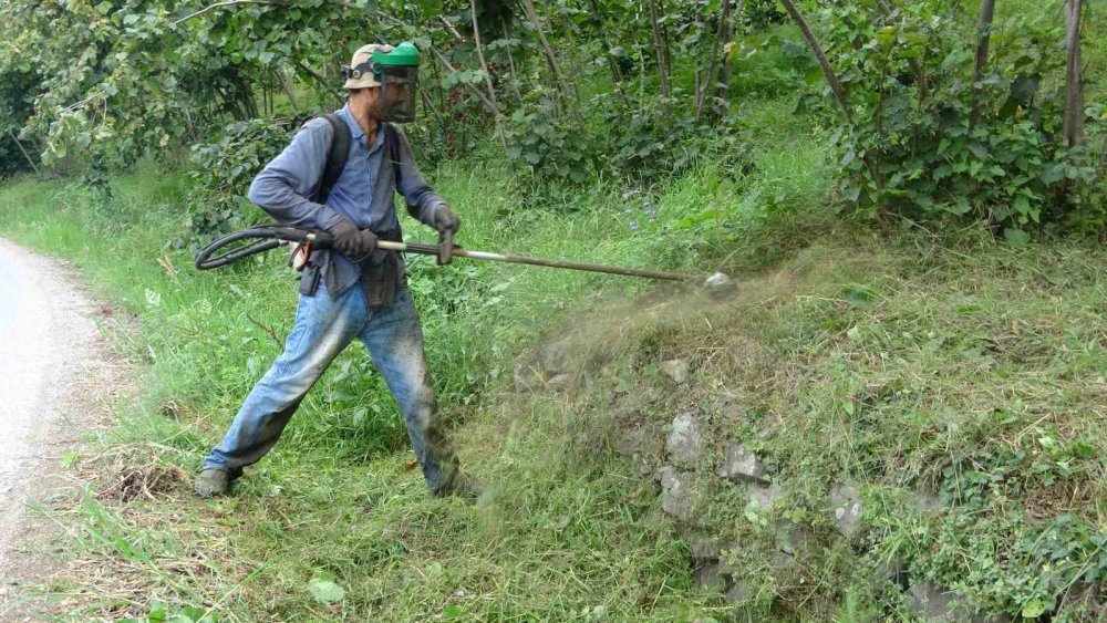 Fındıkta Hasat Öncesi En Zor İş: Yevmiyesi 6 Bin Lira