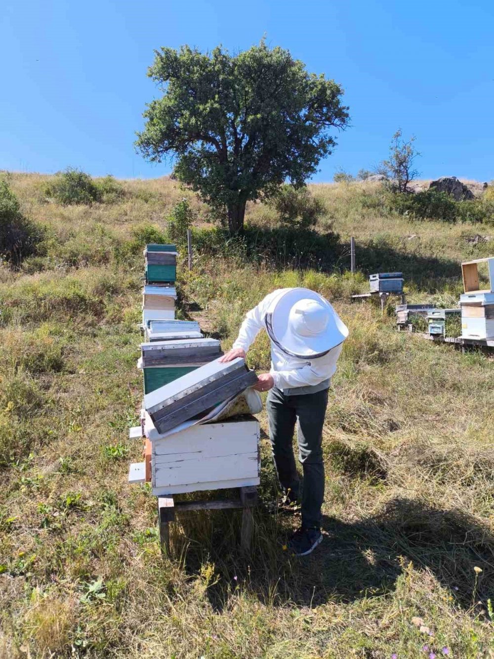 Bayburt’ta Arılı Kovan Desteklemesi Kapsamında Tespit Çalışmaları Başladı