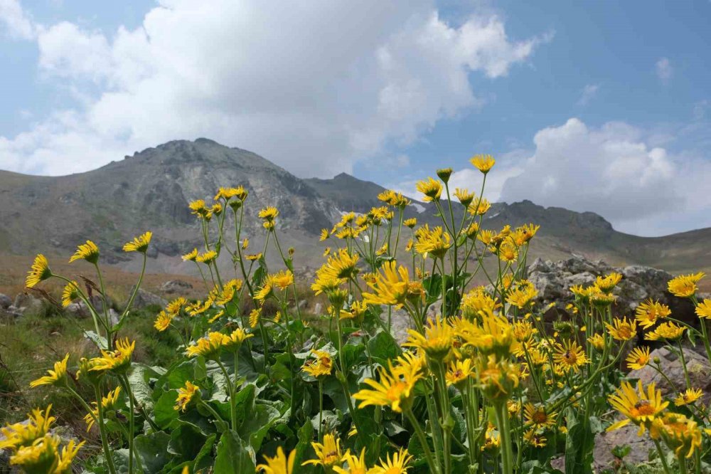 Gümüşhane’nin Zirvesinde "ormanları Koru" Mesajı