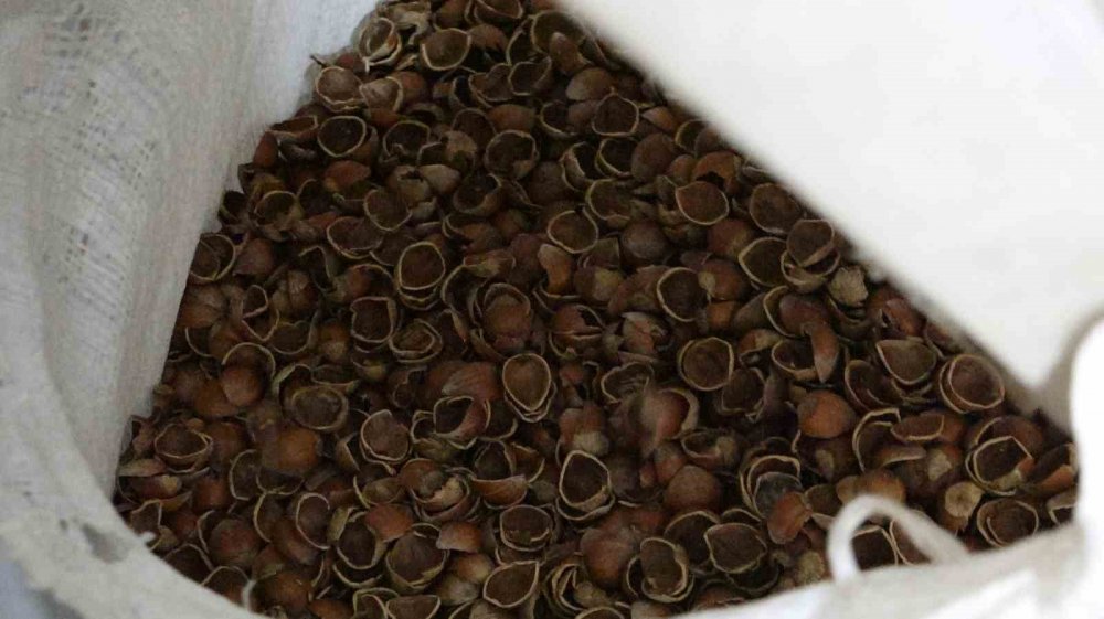 Yollara Karadeniz Dokunuşu: Çay Ve Fındık Asfaltla Buluşuyor