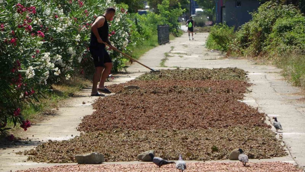 Karadeniz Sahil Yolu Fındıkçılar İçin Harman Yeri Oldu