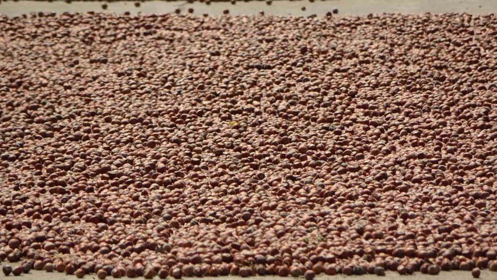 Karadeniz Sahil Yolu Fındıkçılar İçin Harman Yeri Oldu