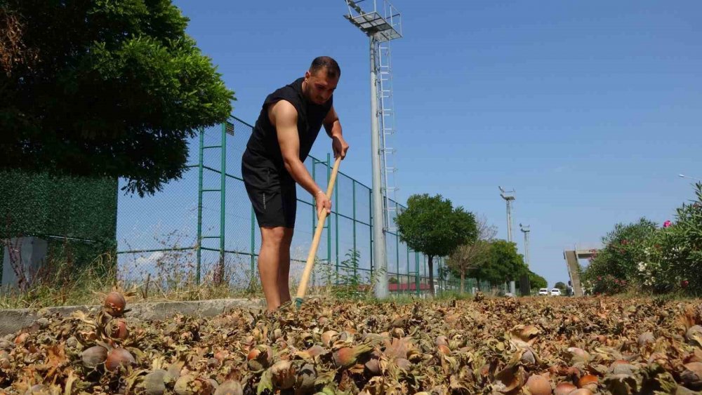 Karadeniz Sahil Yolu Fındıkçılar İçin Harman Yeri Oldu