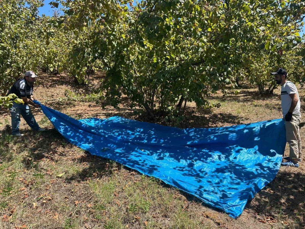 Fındık Hasadı Başladı, Tırpan Ücretleri Rekor Kırdı