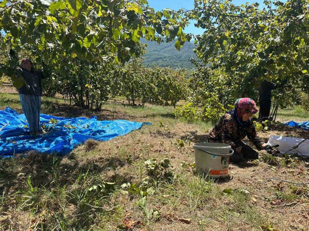Fındık Hasadı Başladı, Tırpan Ücretleri Rekor Kırdı