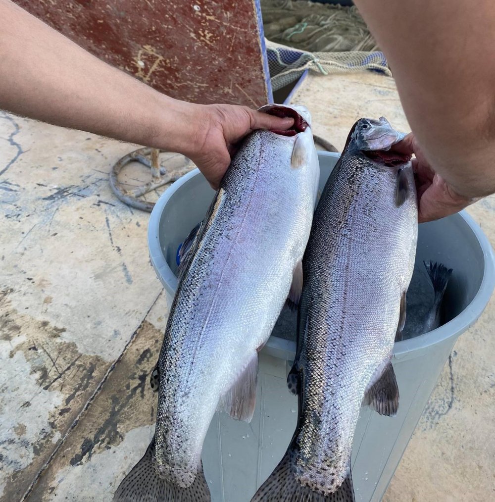 Demirözü Göletinde Yetişen Alabalıklar Somon Oldu