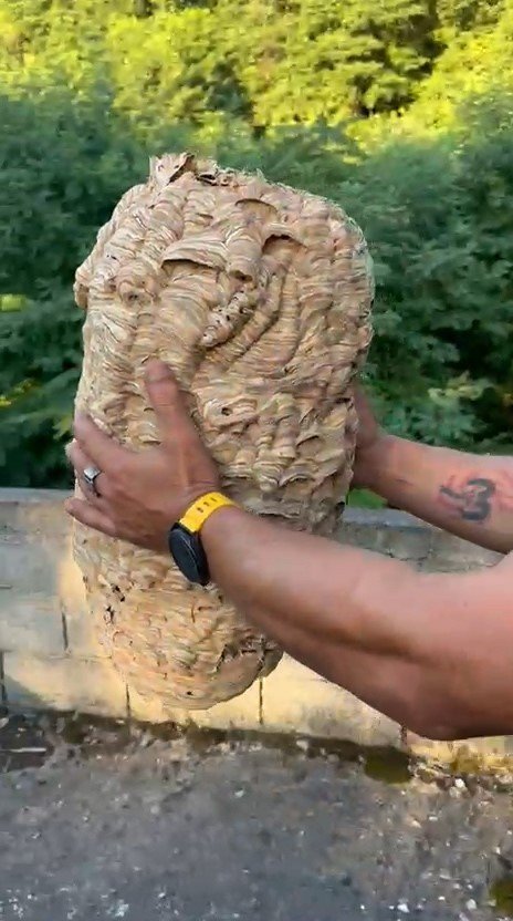 Ardeşen’de Metruk Evde Dev Arı Yuvası Bulundu