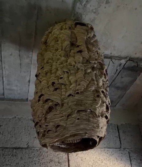 Ardeşen’de Metruk Evde Dev Arı Yuvası Bulundu