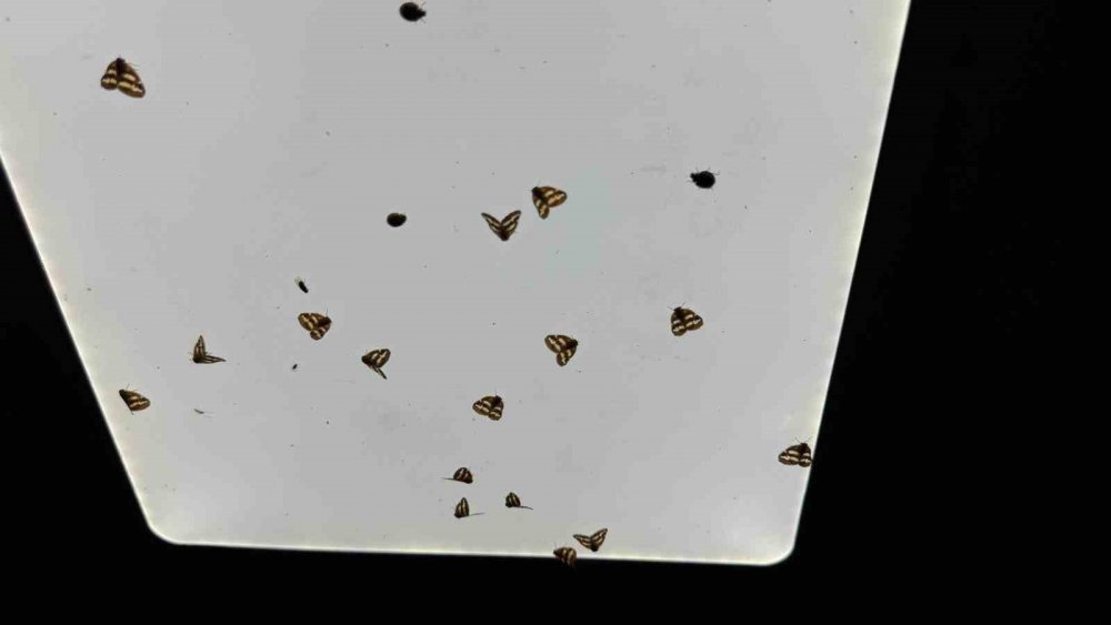 Rize’de Bahçelerden Sonra Evlerde "Vampir Kelebek" İstilası