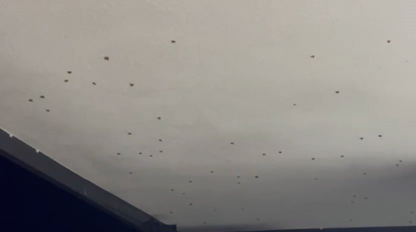 Rize’de Bahçelerden Sonra Evlerde "Vampir Kelebek" İstilası