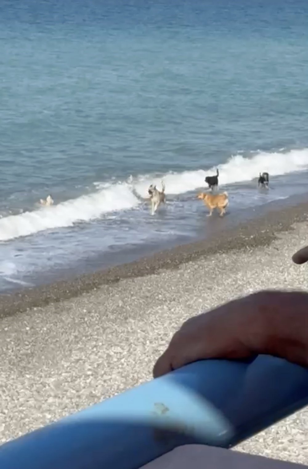 Sıcaktan Bunalan Köpekler Yüzerek Serinledi