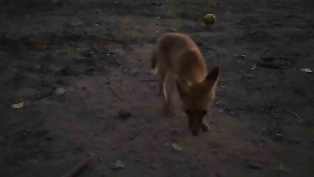 Amasyalı Çiftçiden Aç Kalan Tilkilere Pasta, Kirpilere Fıstık