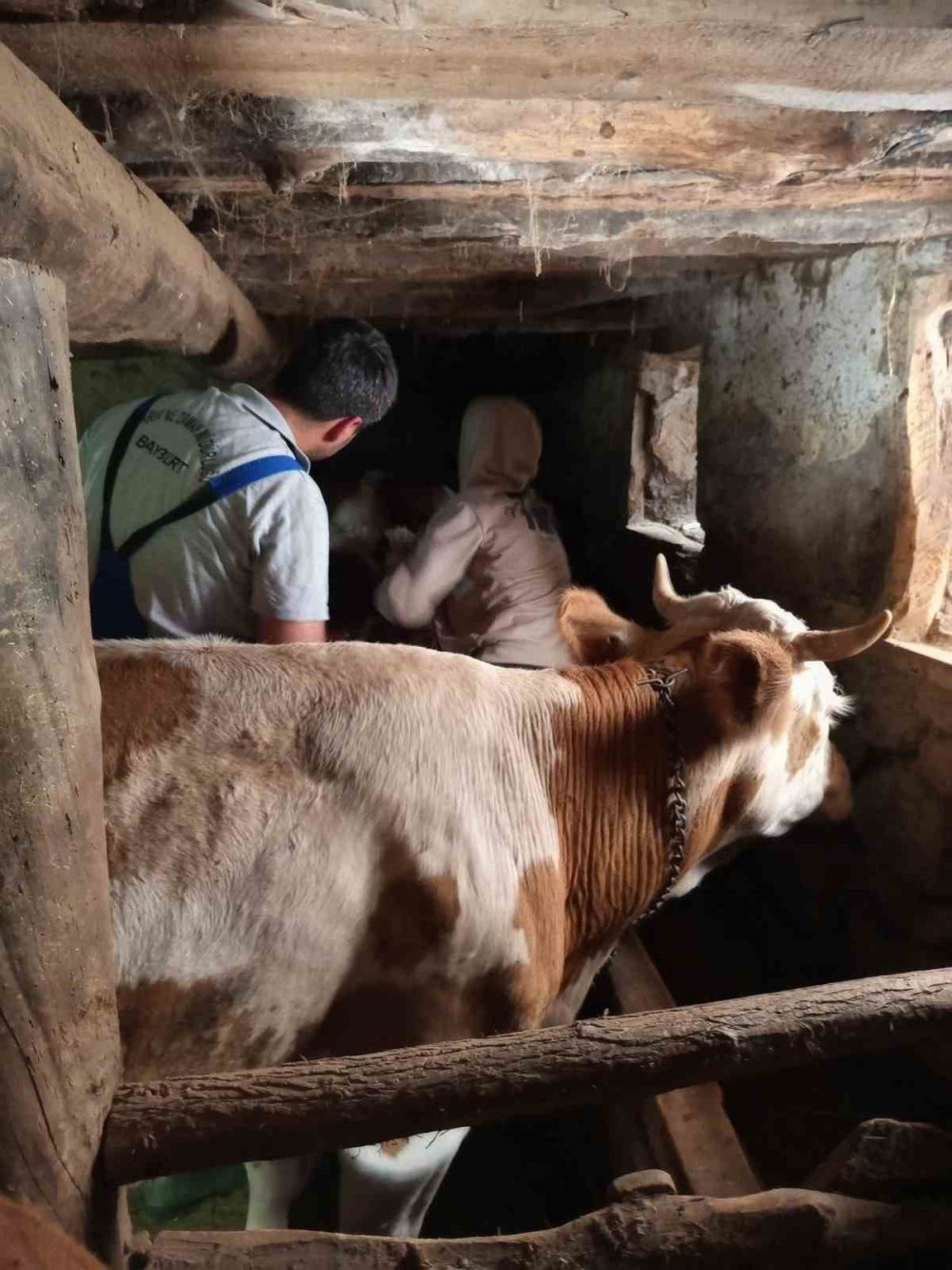 Aydıntepe’de De Sonbahar Dönemi Şap Aşılama Kampanyası Başladı