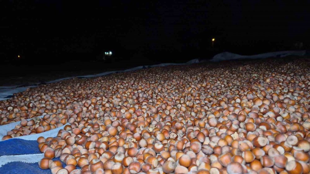 Tarlada Fındık Nöbeti