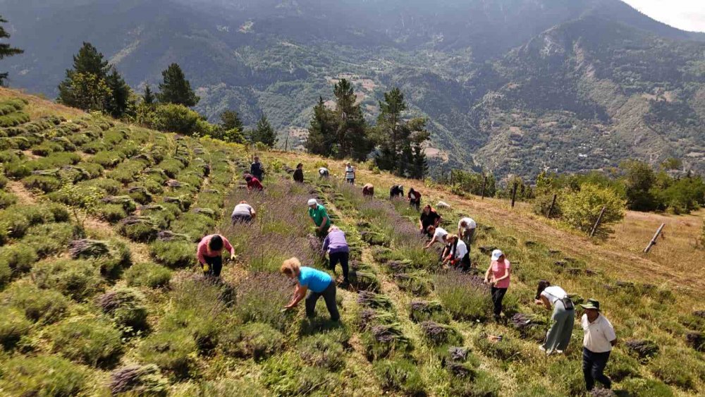 Ardanuç’ta Kadın Kooperatifi Lavanta Hasadına Başladı