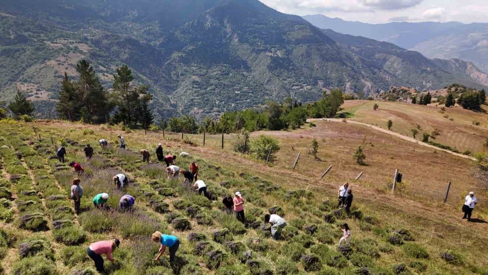 Ardanuç’ta Kadın Kooperatifi Lavanta Hasadına Başladı