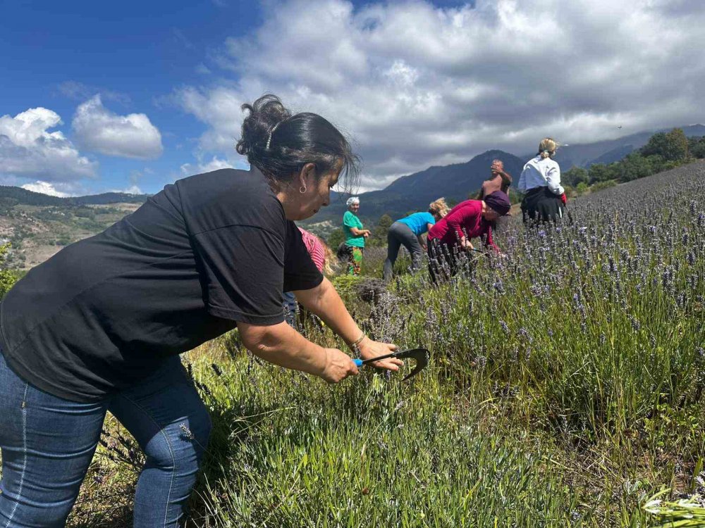 Ardanuç’ta Kadın Kooperatifi Lavanta Hasadına Başladı