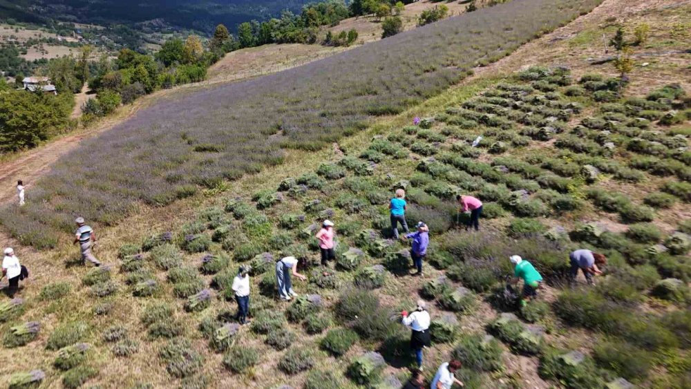 Ardanuç’ta Kadın Kooperatifi Lavanta Hasadına Başladı