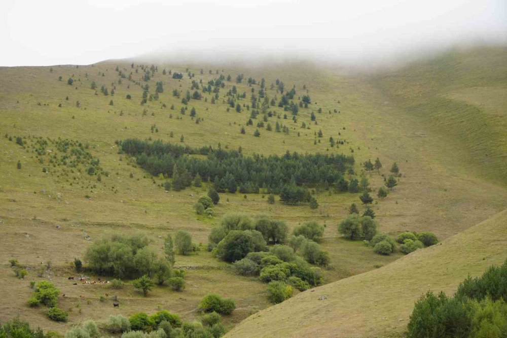 Gümüşhane’de Emekli İmam Kendi İmkânlarıyla Köyüne 50 Bin Ağaç Dikti