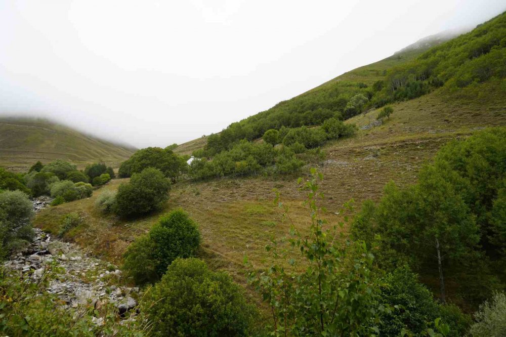 Gümüşhane’de Emekli İmam Kendi İmkânlarıyla Köyüne 50 Bin Ağaç Dikti