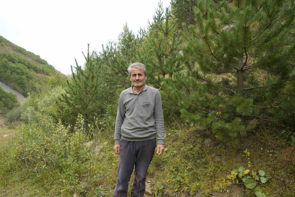 Gümüşhane’de Emekli İmam Kendi İmkânlarıyla Köyüne 50 Bin Ağaç Dikti