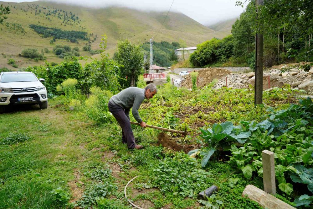 Gümüşhane’de Emekli İmam Kendi İmkânlarıyla Köyüne 50 Bin Ağaç Dikti
