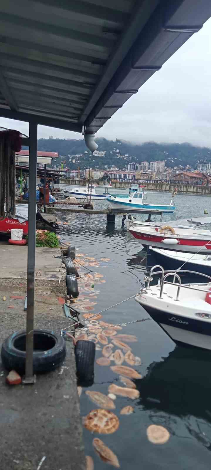 Rize’de ekmek ve simitlerin denize dökülmesine tepki