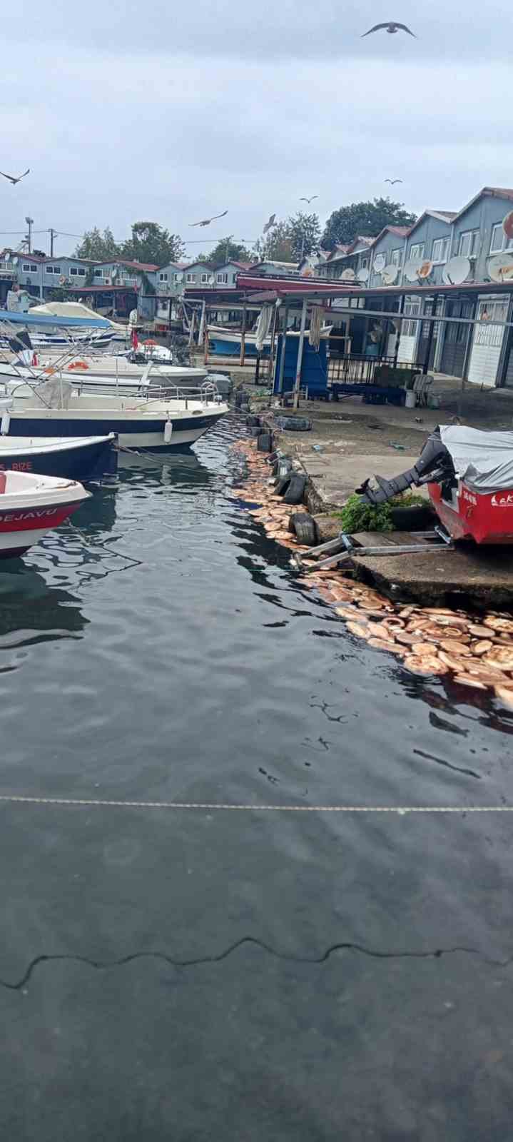 Rize’de ekmek ve simitlerin denize dökülmesine tepki