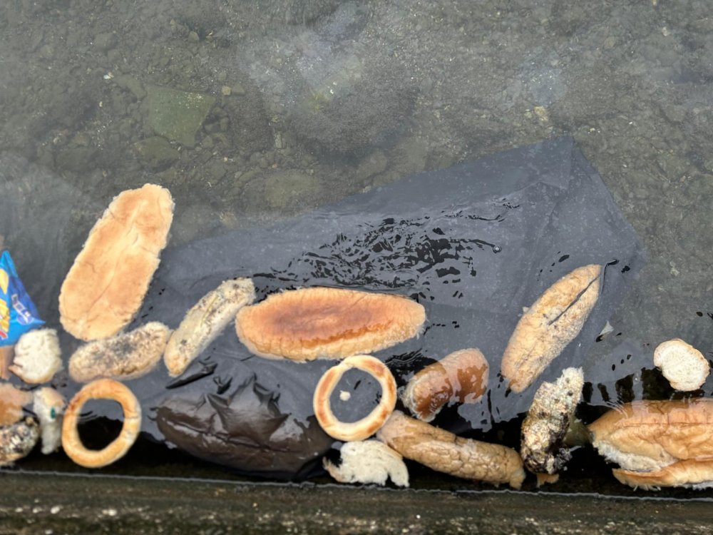 Rize’de ekmek ve simitlerin denize dökülmesine tepki