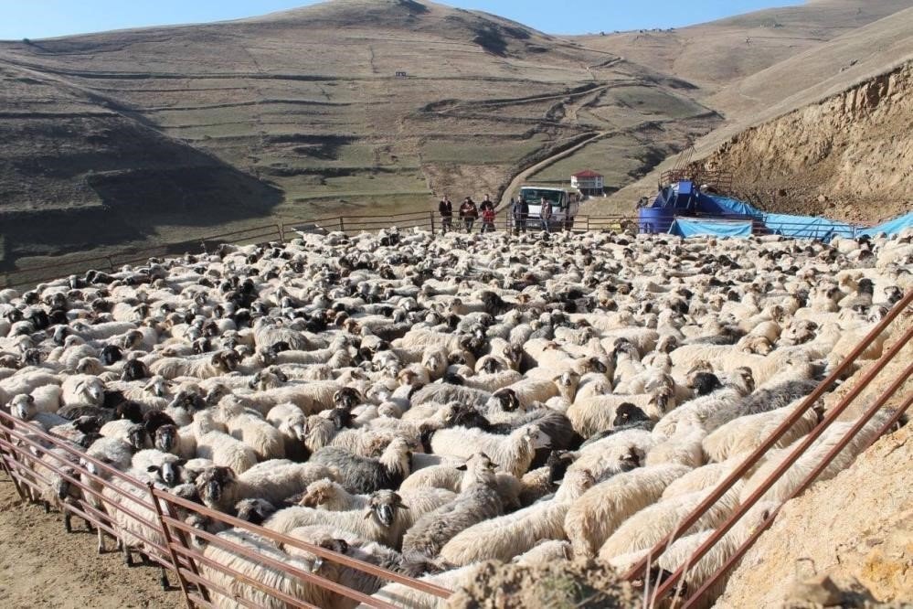 2025 Yılı Buzağı, Malak, Kuzu Ve Oğlak Destekleme Başvuruları Başladı