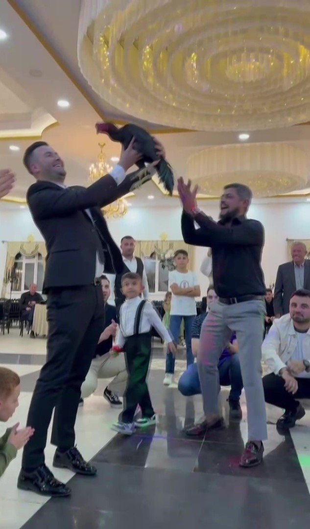 Amasya’da Düğünde Damada 250 Bin Tl Değerinde Hint Horozu Hediye Edildi