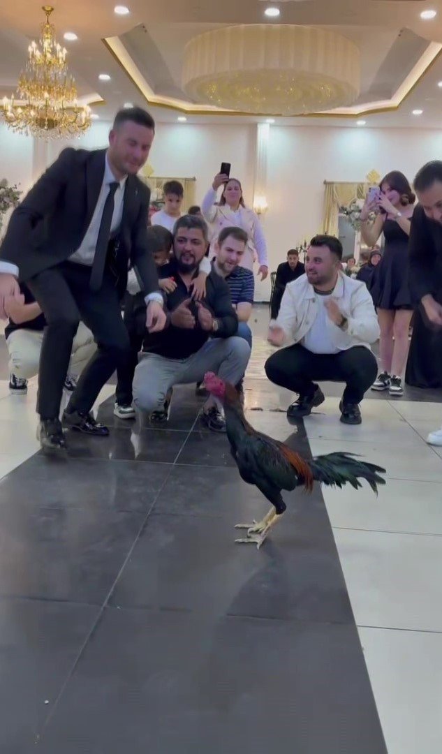 Amasya’da Düğünde Damada 250 Bin Tl Değerinde Hint Horozu Hediye Edildi