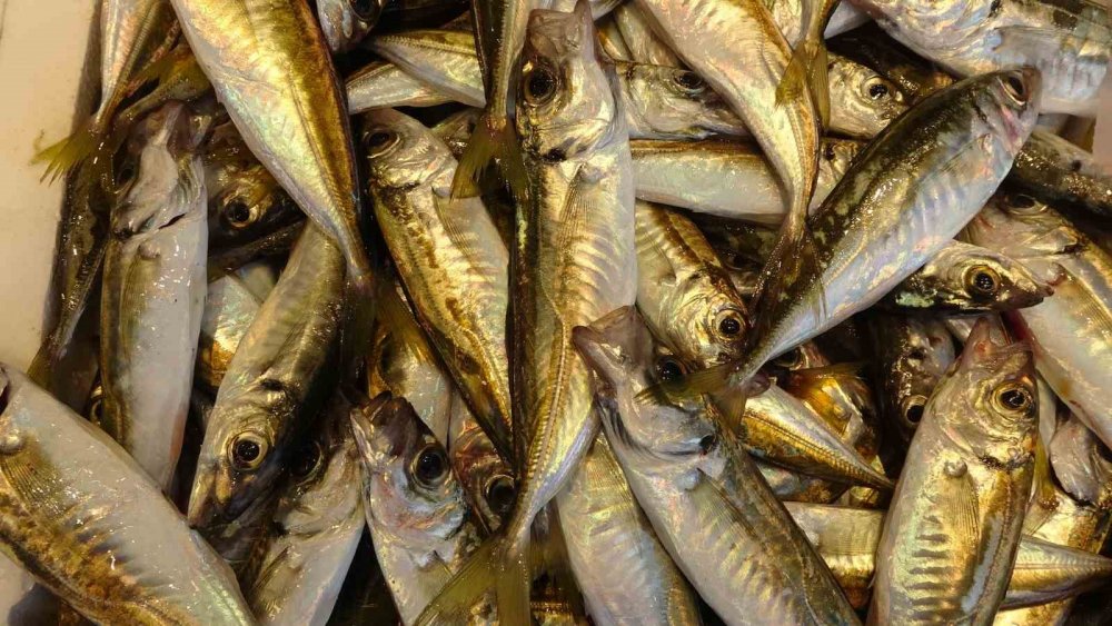 Denizlerde av sezonu başladı: Tezgahlar istavrit ile doldu