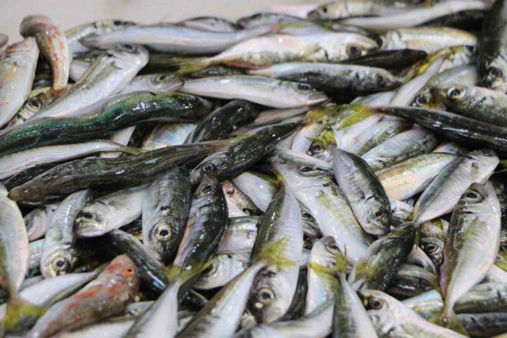 Av sezonunun ilk günü palamut çıkmadı, tezgahlar istavrit ile doldu