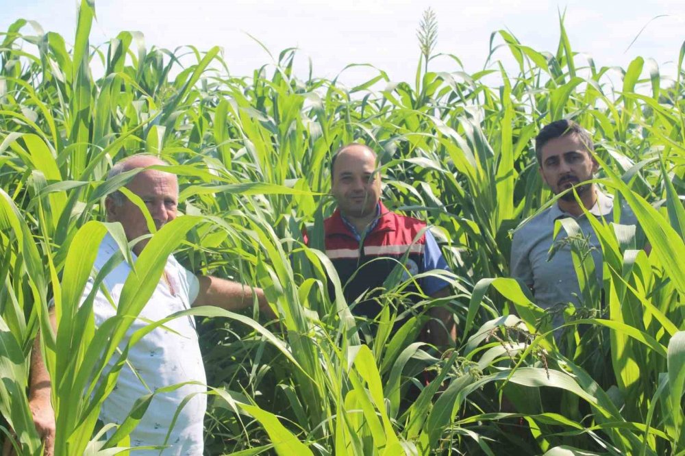 Sorgum Sudan Otu Üretimi Tokat’ta Yem Bitkisi Çeşitliliğini Artırıyor