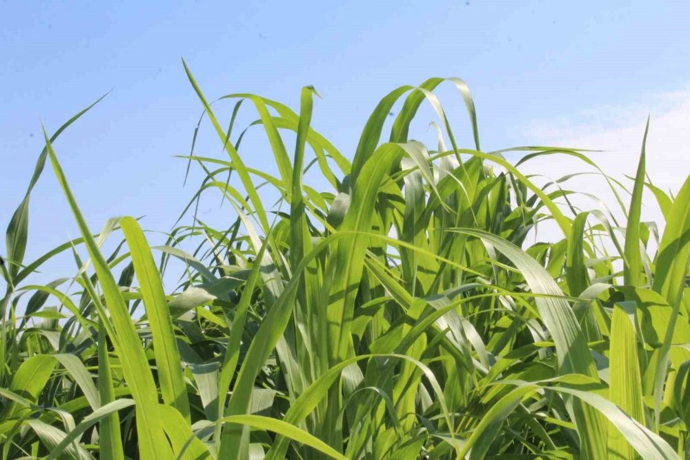 Sorgum Sudan Otu Üretimi Tokat’ta Yem Bitkisi Çeşitliliğini Artırıyor