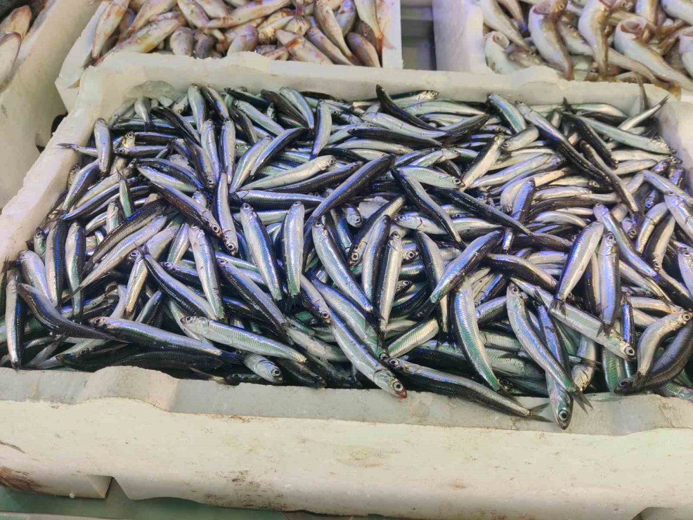 Hamsi Rize’de Tezgaha Düştü