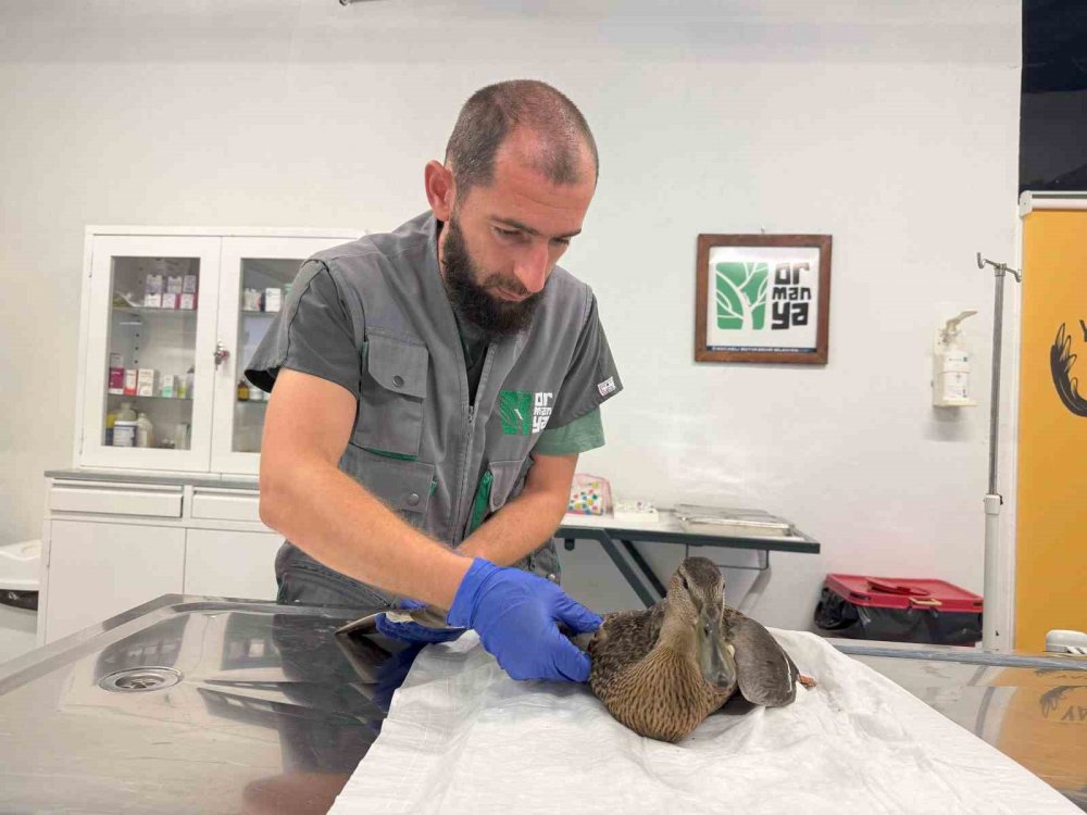 Yorgun Ördeğe Şefkat Eli