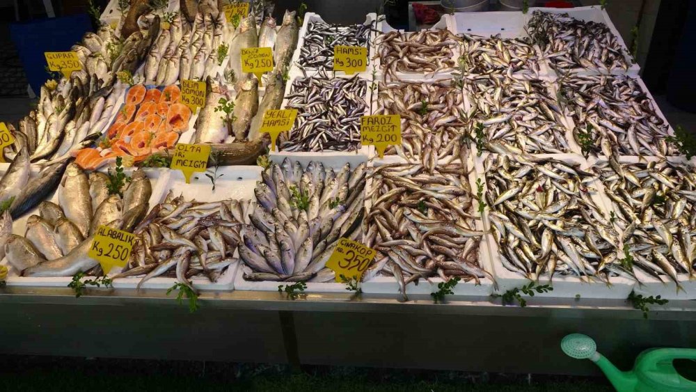 Balıkçı Palamuttan Umudunu Kesti, Hamsi Ve İstavrit İle Teselli Buluyor