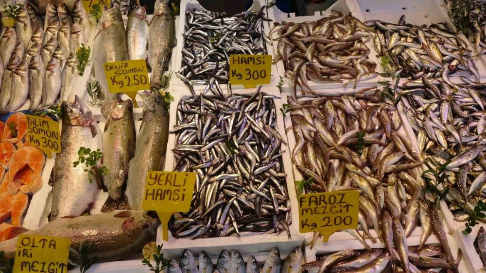 Balıkçı Palamuttan Umudunu Kesti, Hamsi Ve İstavrit İle Teselli Buluyor